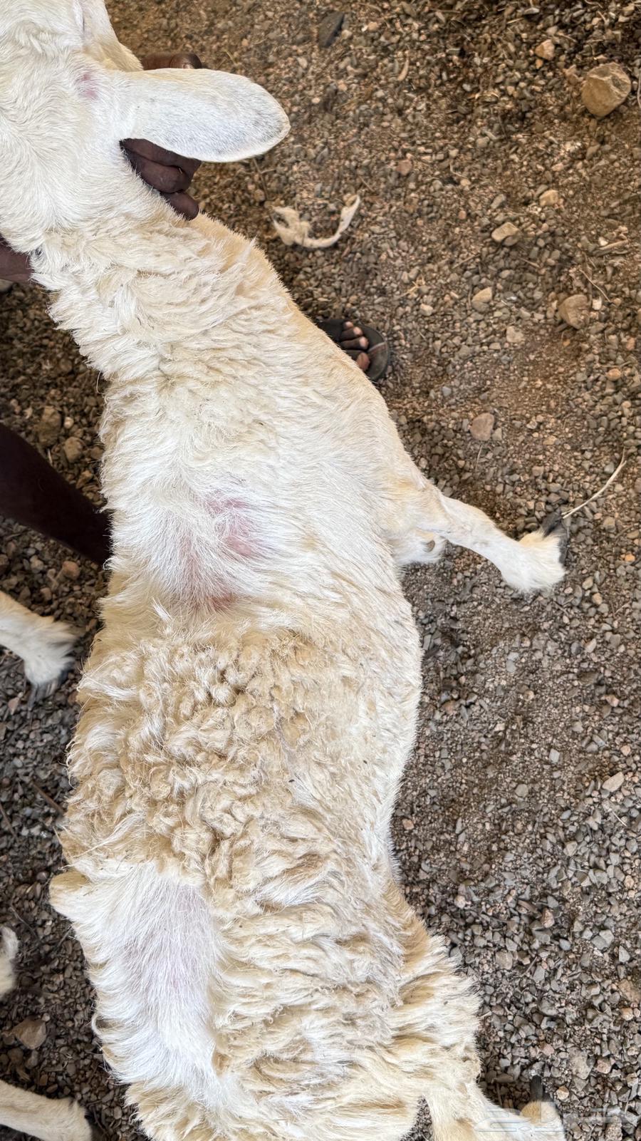 غنم رخال للبيع.64607781721474114