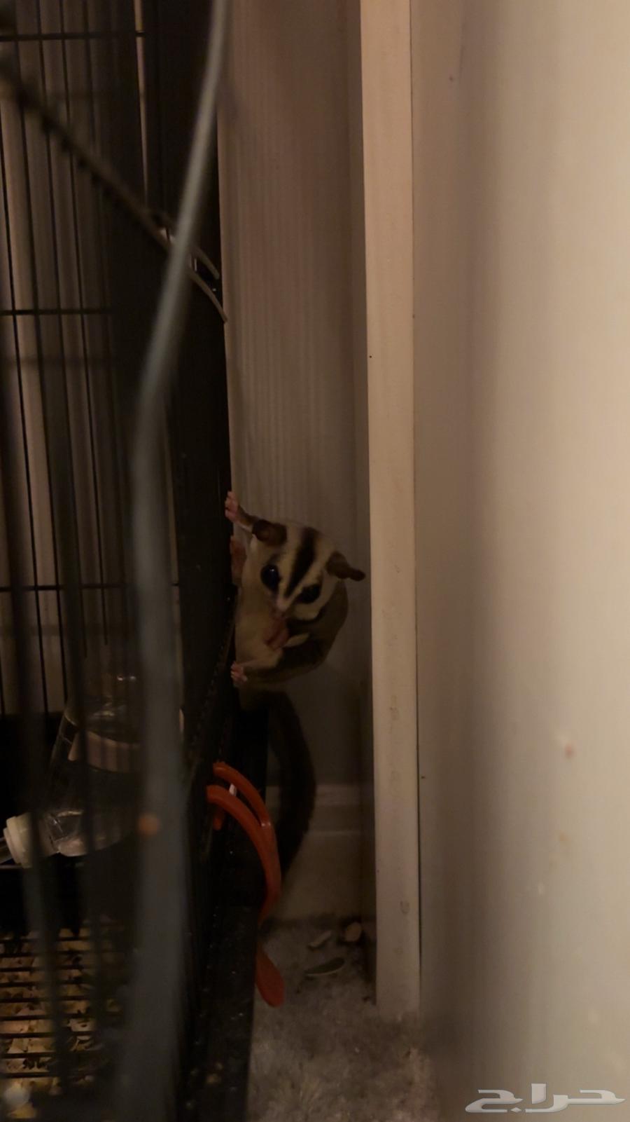 شوقر قلايدر او سنجاب طائر64607134846977110