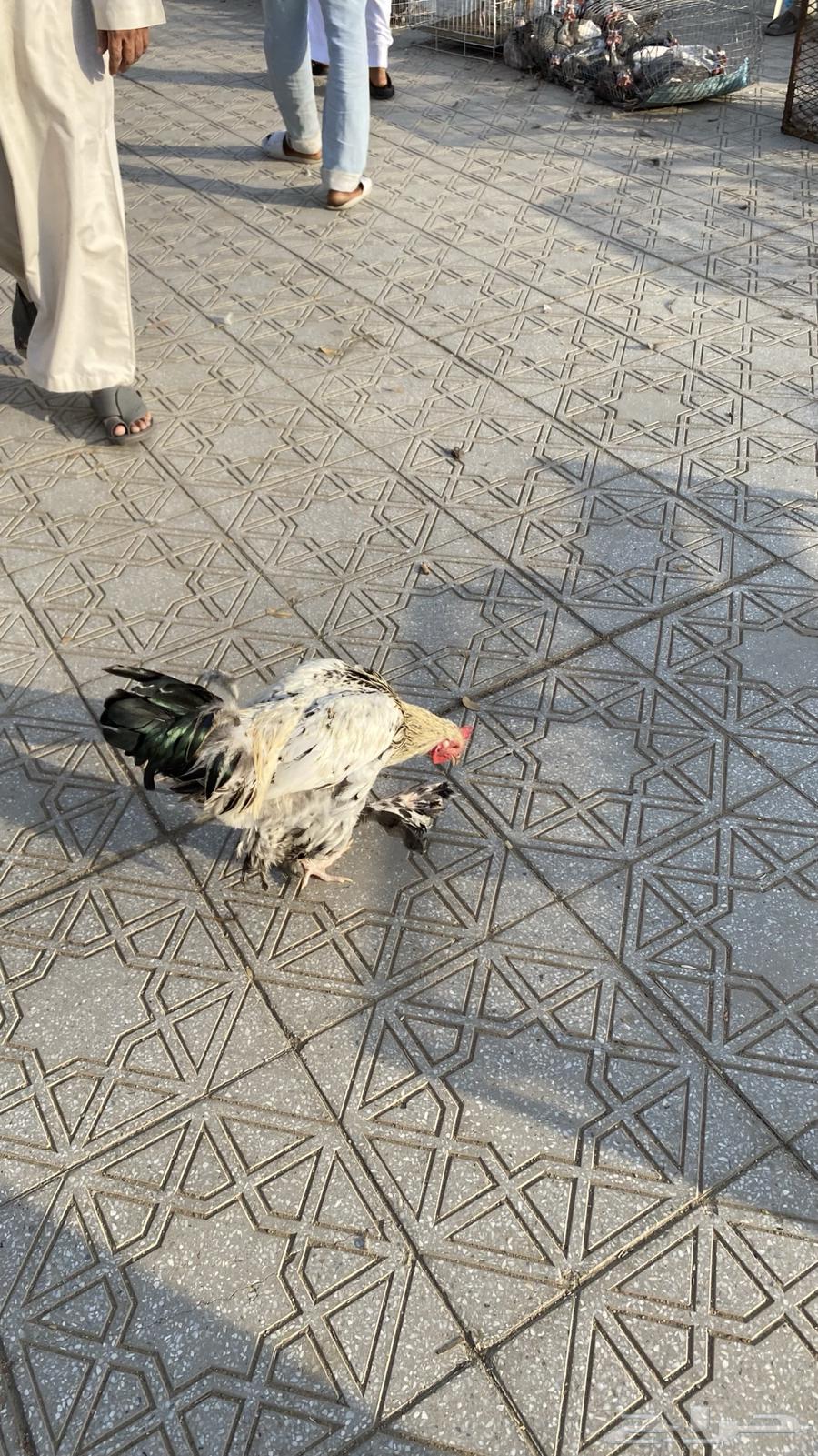 للبيع ديك براهما شرط64607520721539113