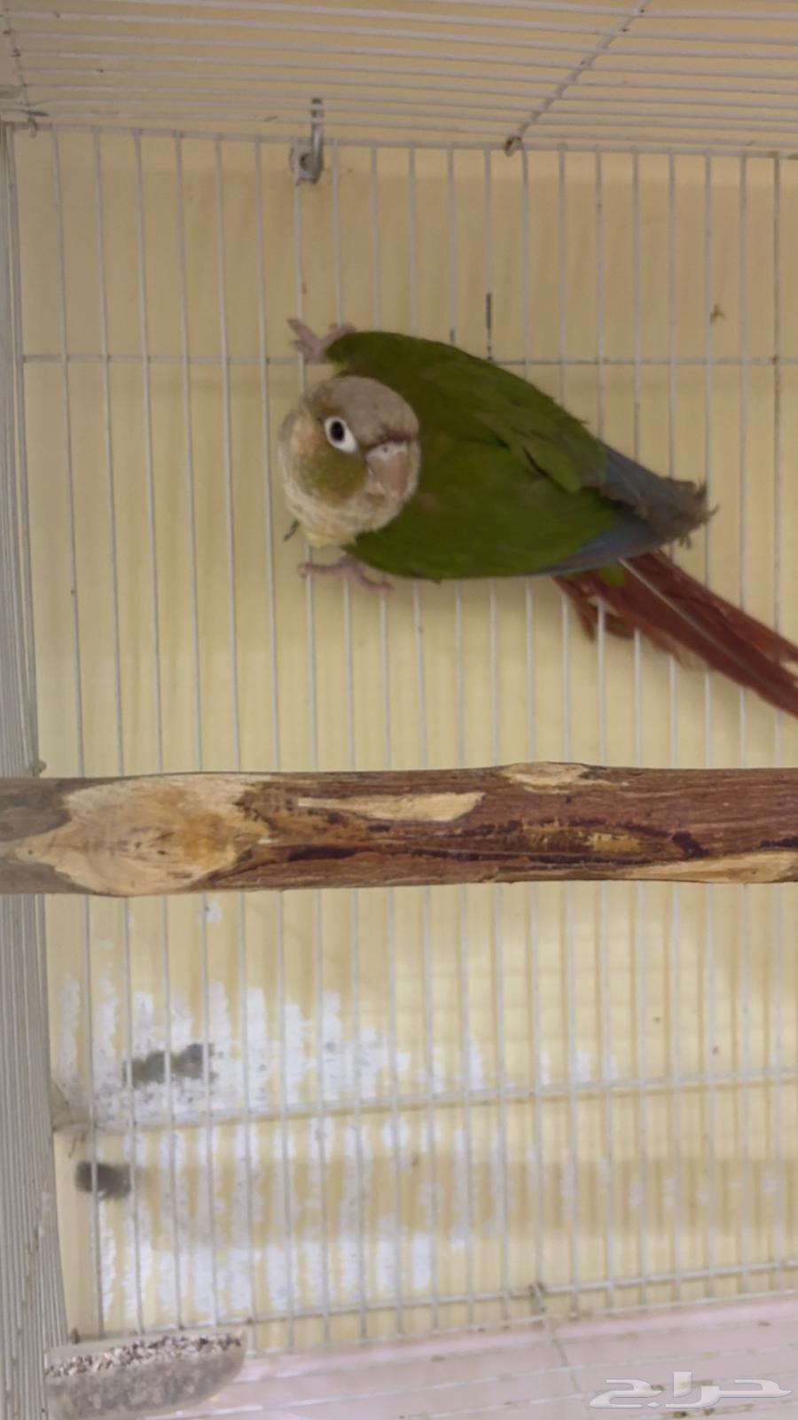 زوج كنيور64613312960897110