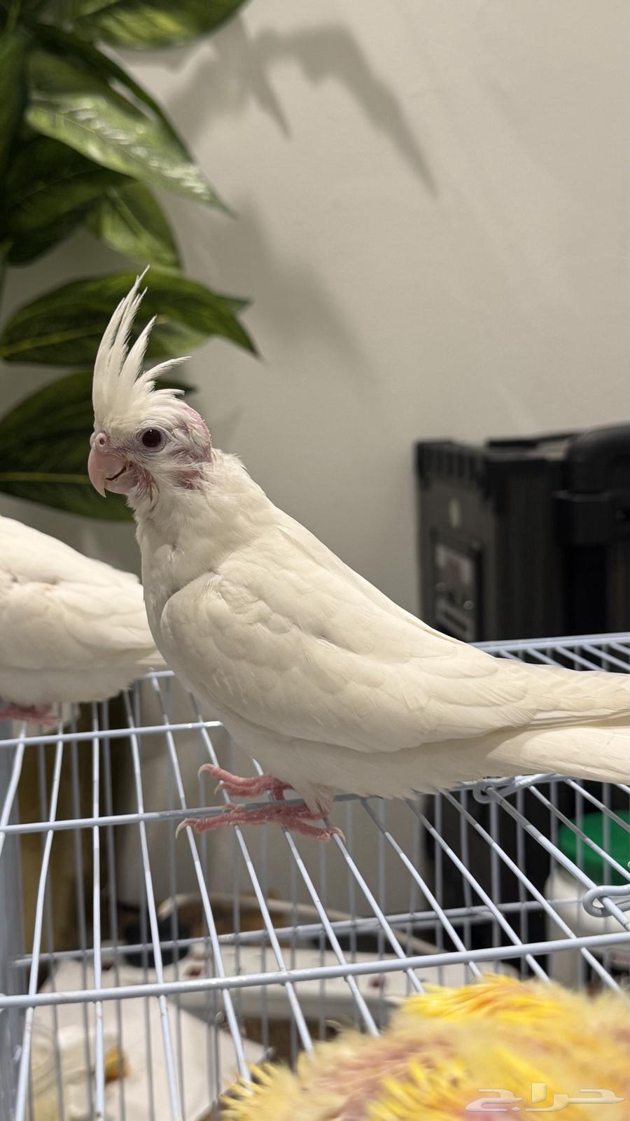 للبيع كروان البينو عيون حمراء (( تم البيع ))64606348002051110