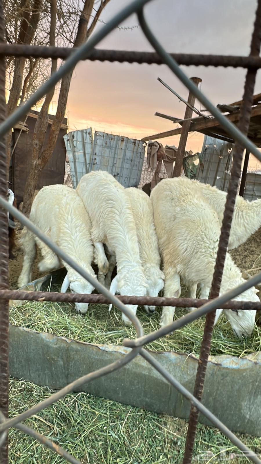 6 طليان و 2 رخال للبيع64609011042050111