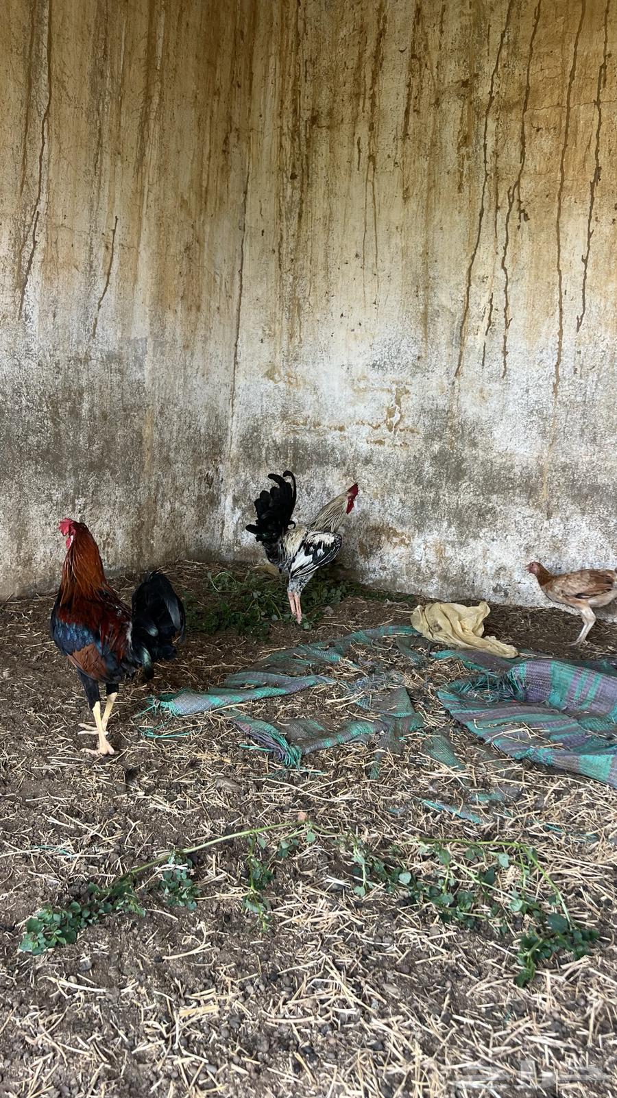 دجاج للبيع64608090823043110