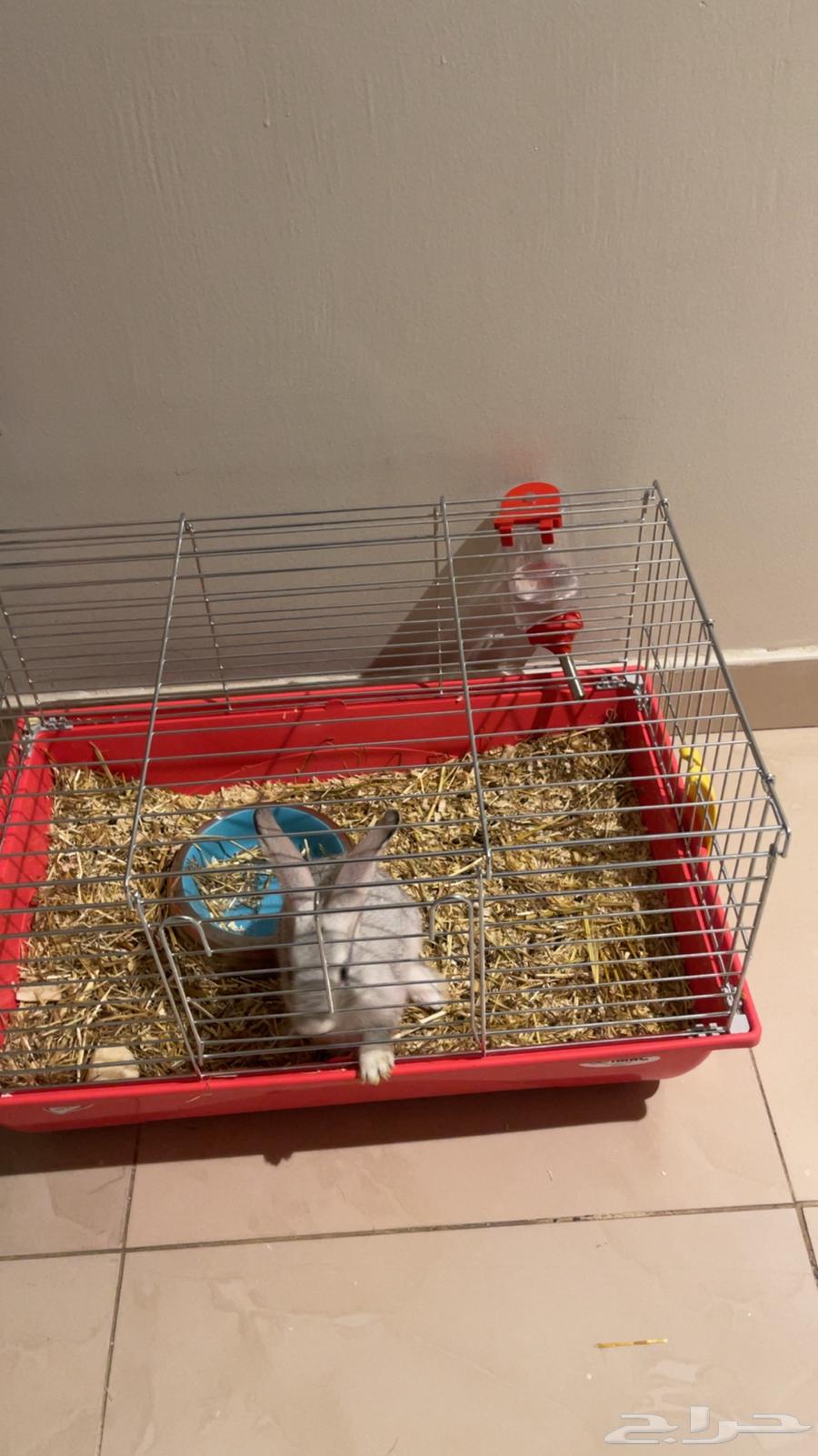 Rabbit64612636771458111