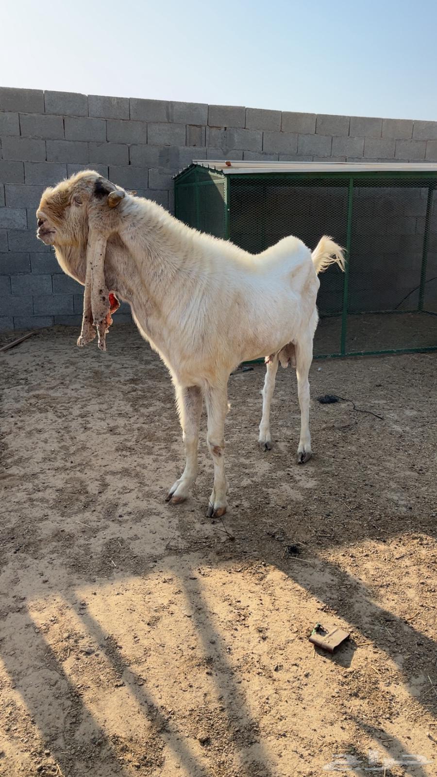 Shared Stallion: Sale Completed64611454974723111