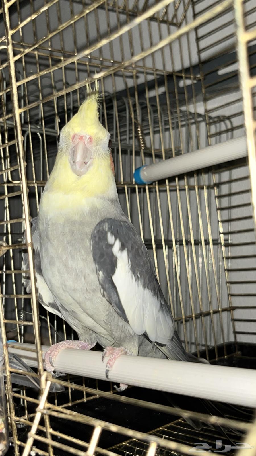 ذكر كروان جاهز تم البيع64613092659203112