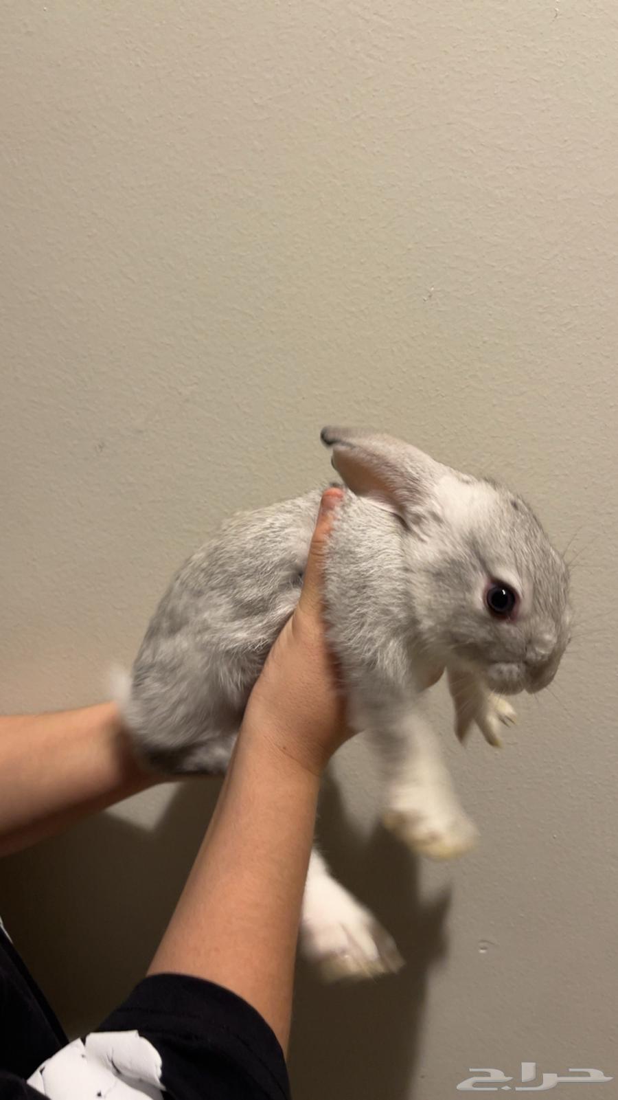 Rabbit64612636771458110