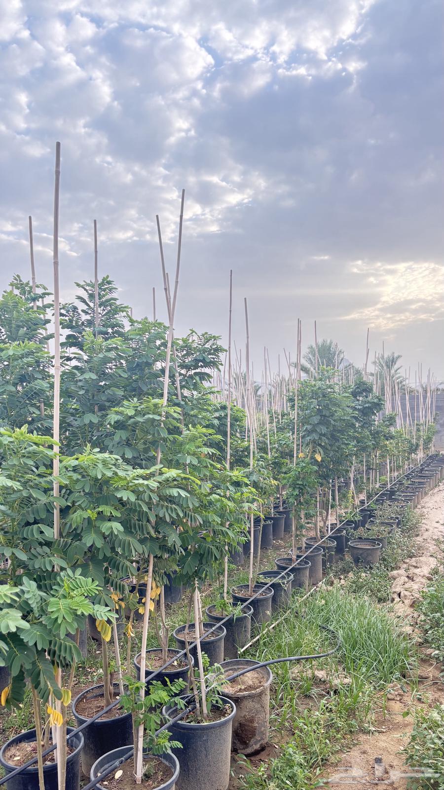 Seedlings64609710612099114