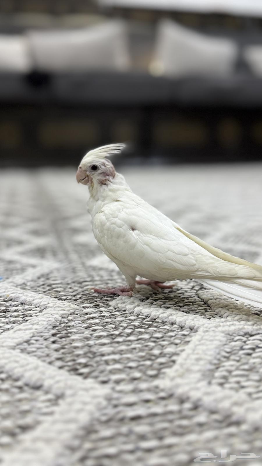 للبيع كروان البينو عيون حمراء (( تم البيع ))64606348002051111