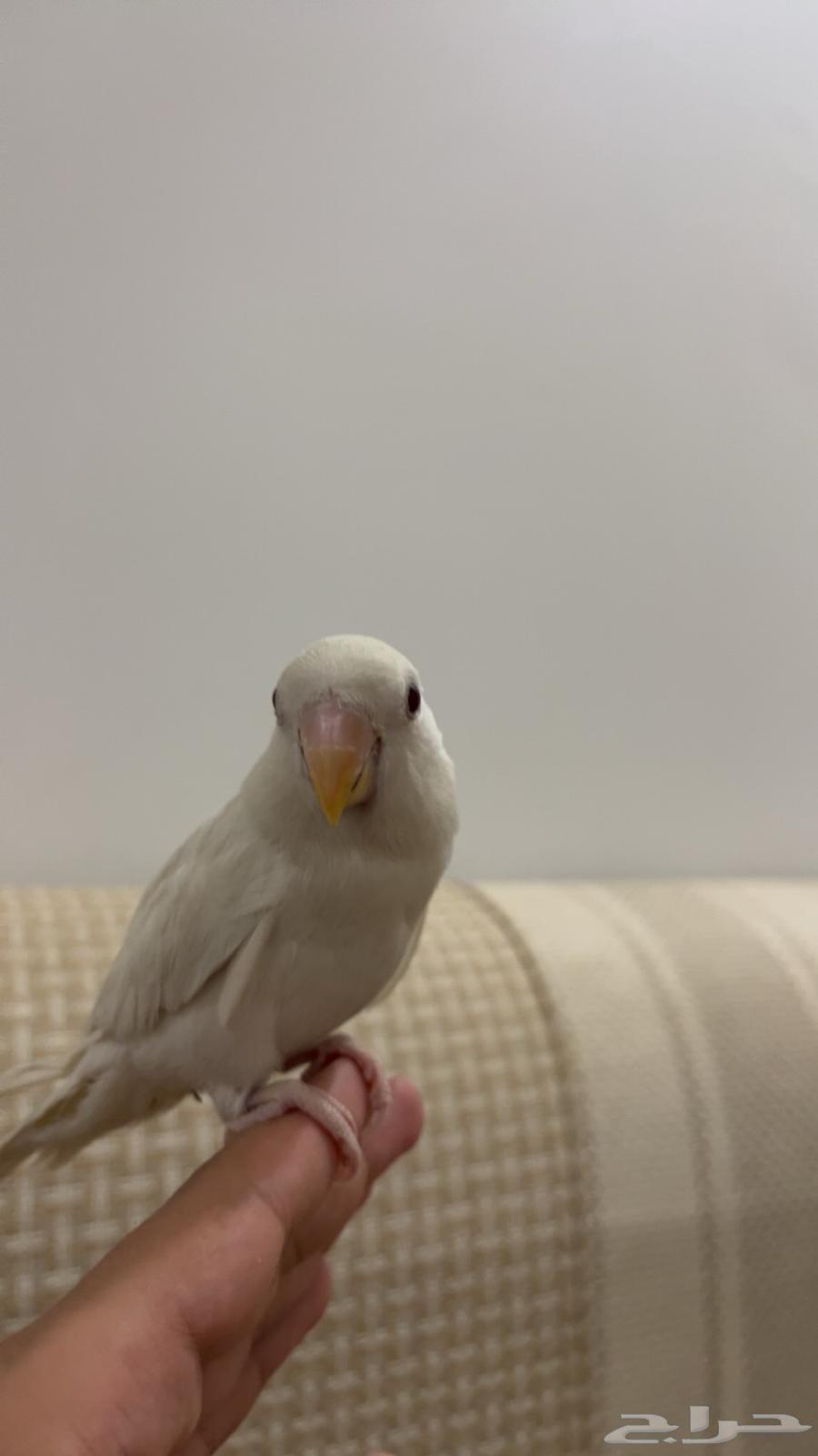 روز البينو عيون حمر64614222779906111