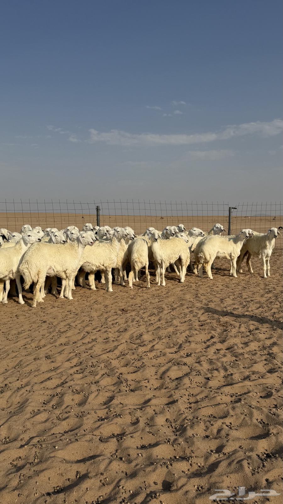 رخال جذعات منوة مدورين الزين دفيع شرط سونار64611904886659113