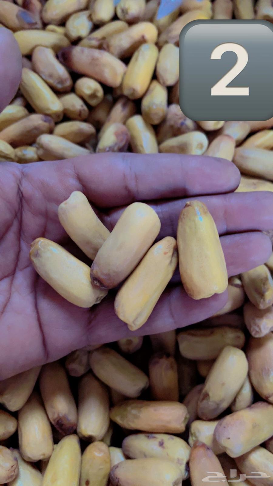 بياض نجران واجود الانواع باقل الاسعار64613349880067113