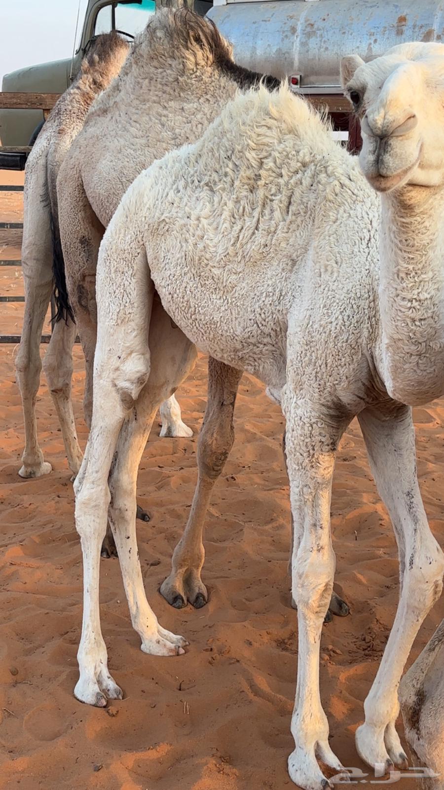 Qaood for sale, location close to Um Siderah64612748514435114