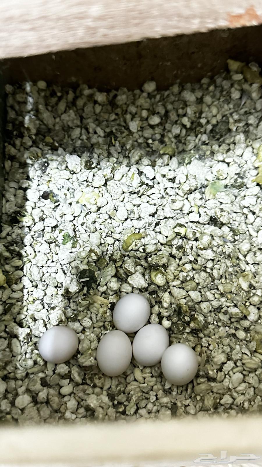 جوز انتاج بادجي64615016604803113