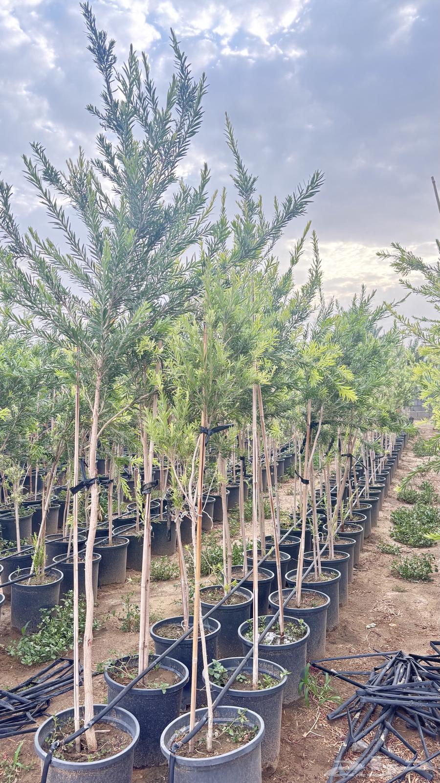 Seedlings64609710612099113