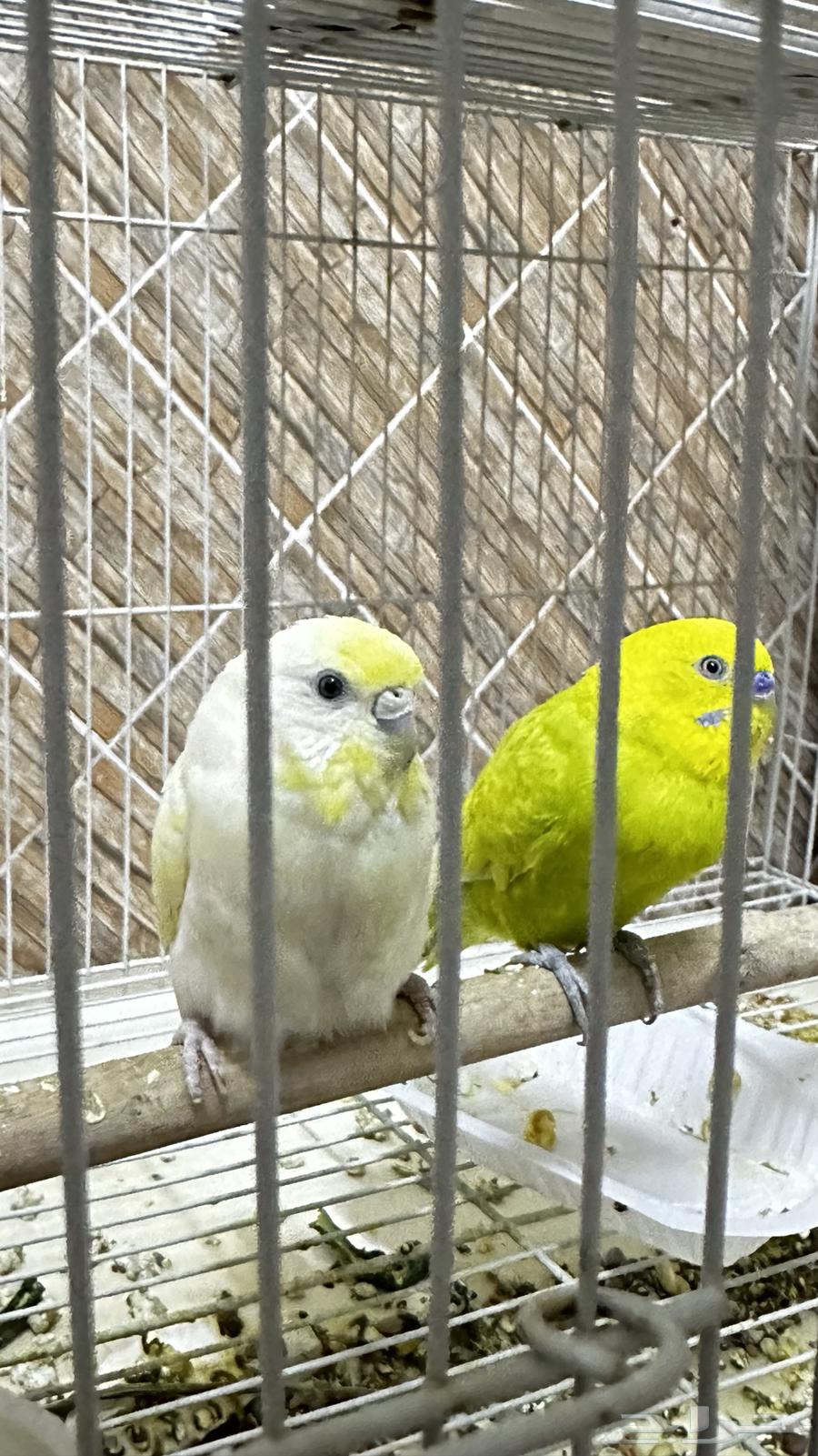 جوز انتاج بادجي64615016604803110