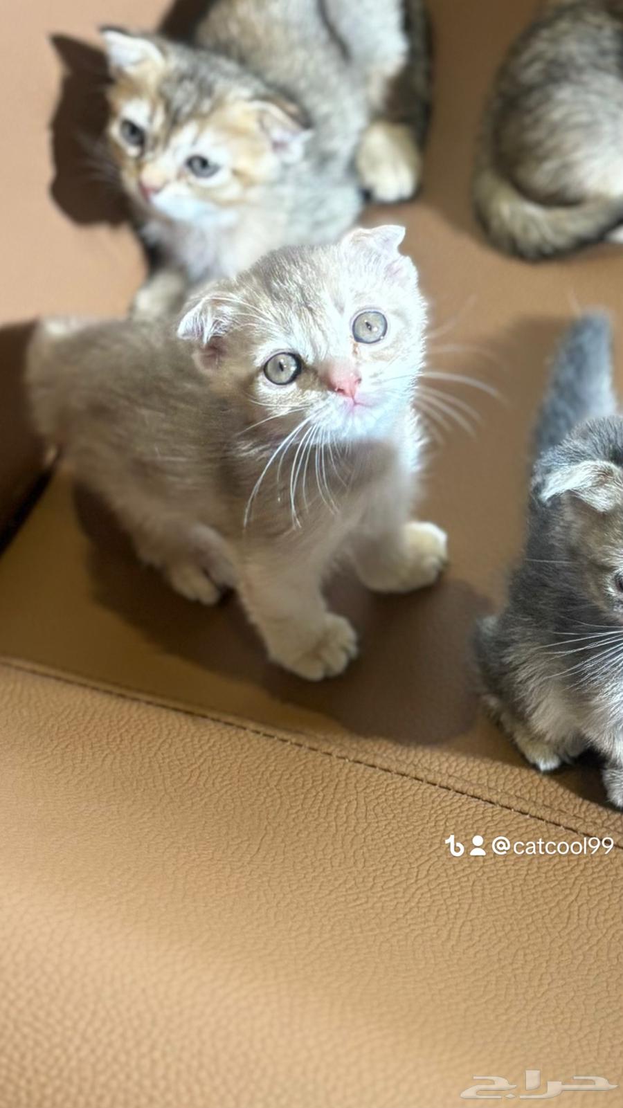 For Sale: Last Two Kittens and Their Mother – Father Is an Imported Scottish Cat64615720043779112