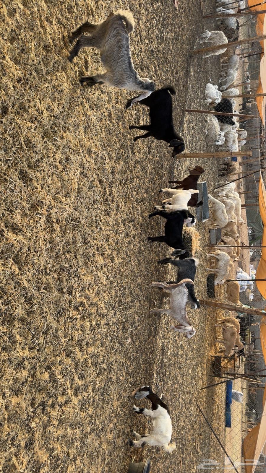 Tios and Jifar Breeding64615992933122110