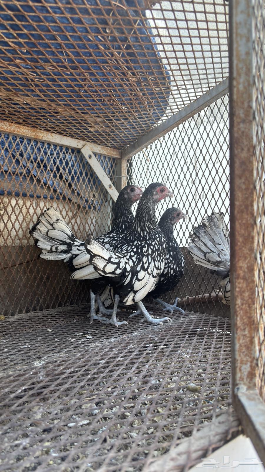 سبرايت شبابي64608328495233112