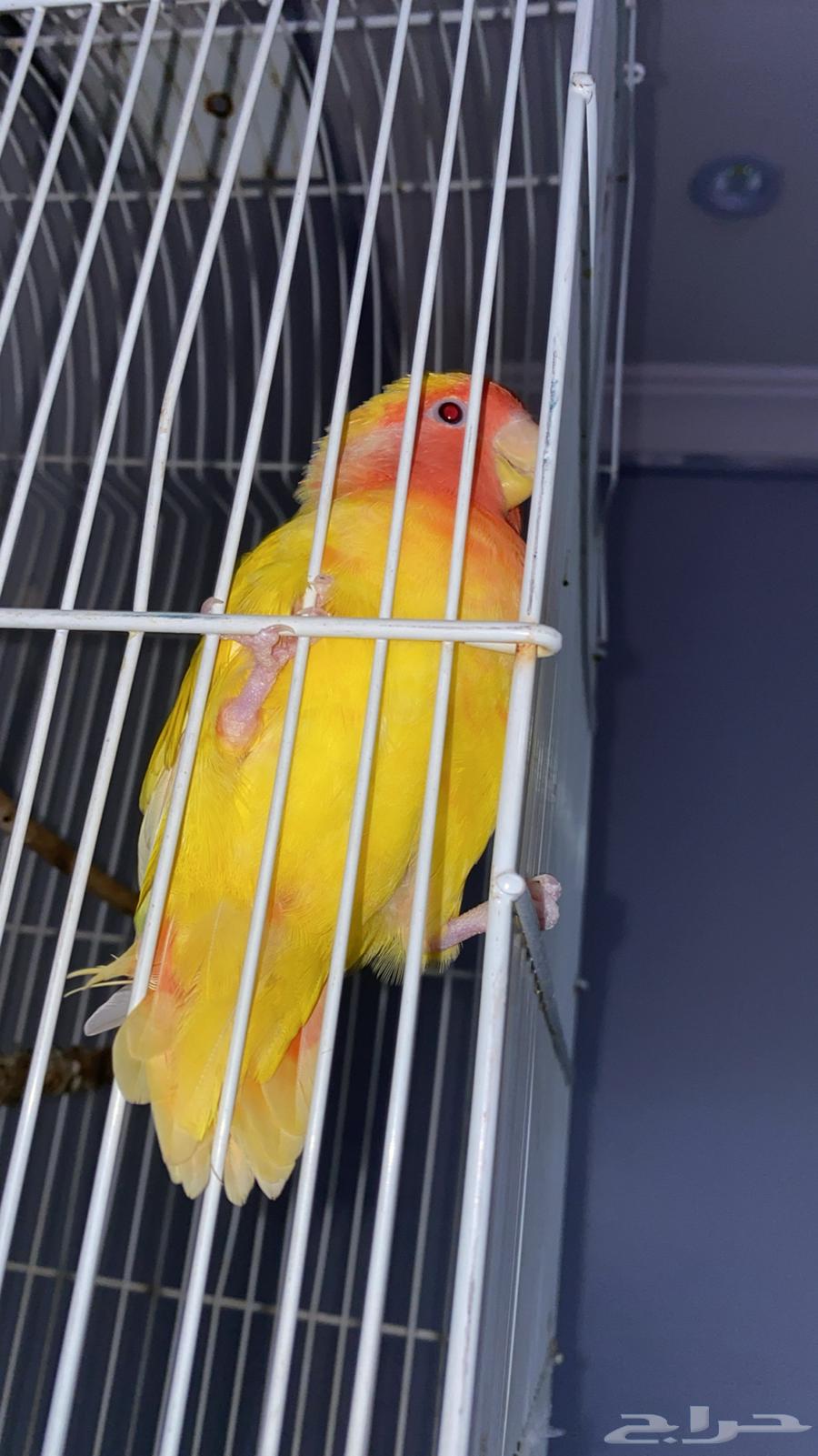 Day64615189152513112