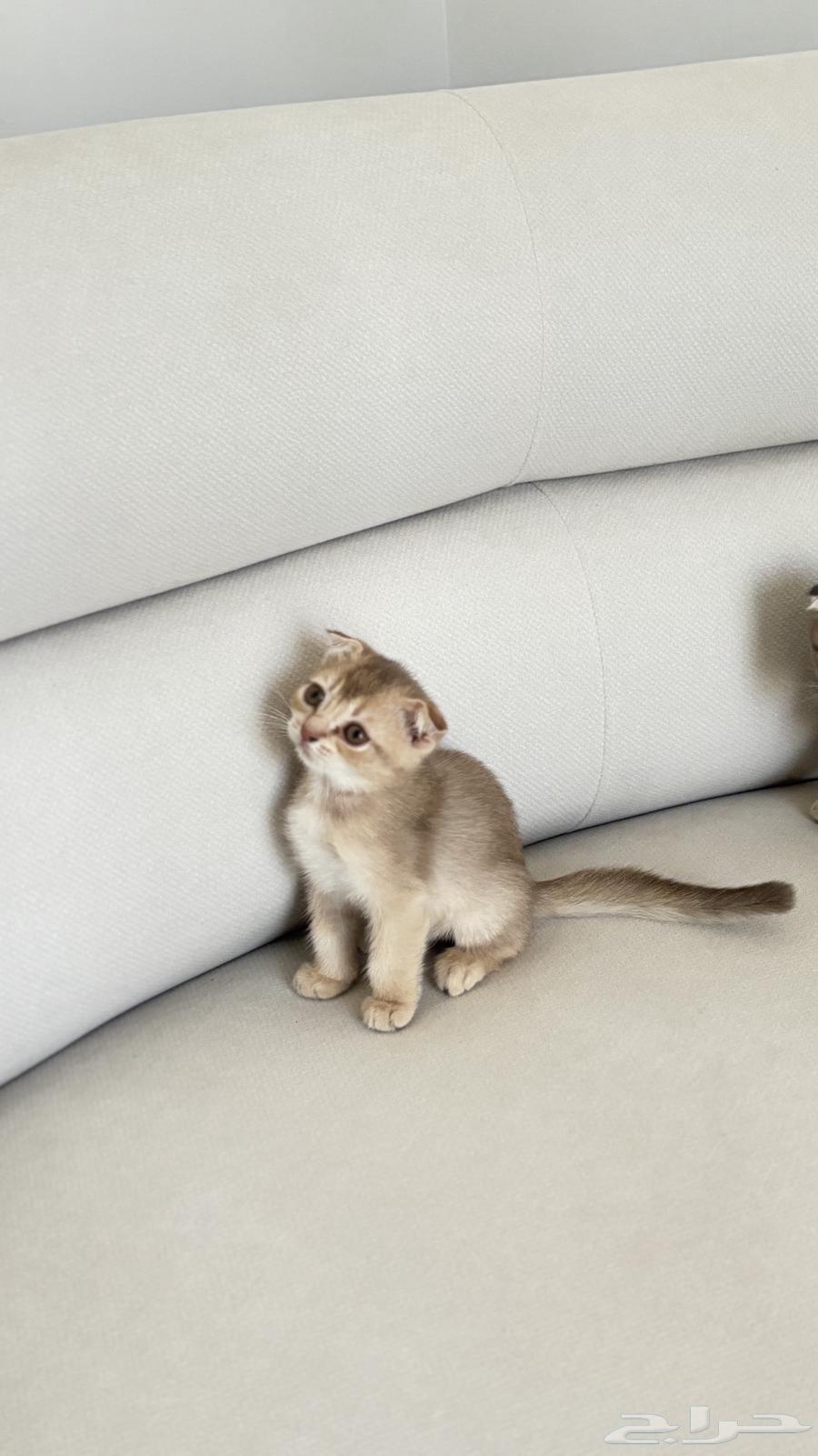 For Sale: Last Two Kittens and Their Mother – Father Is an Imported Scottish Cat64615720043779110