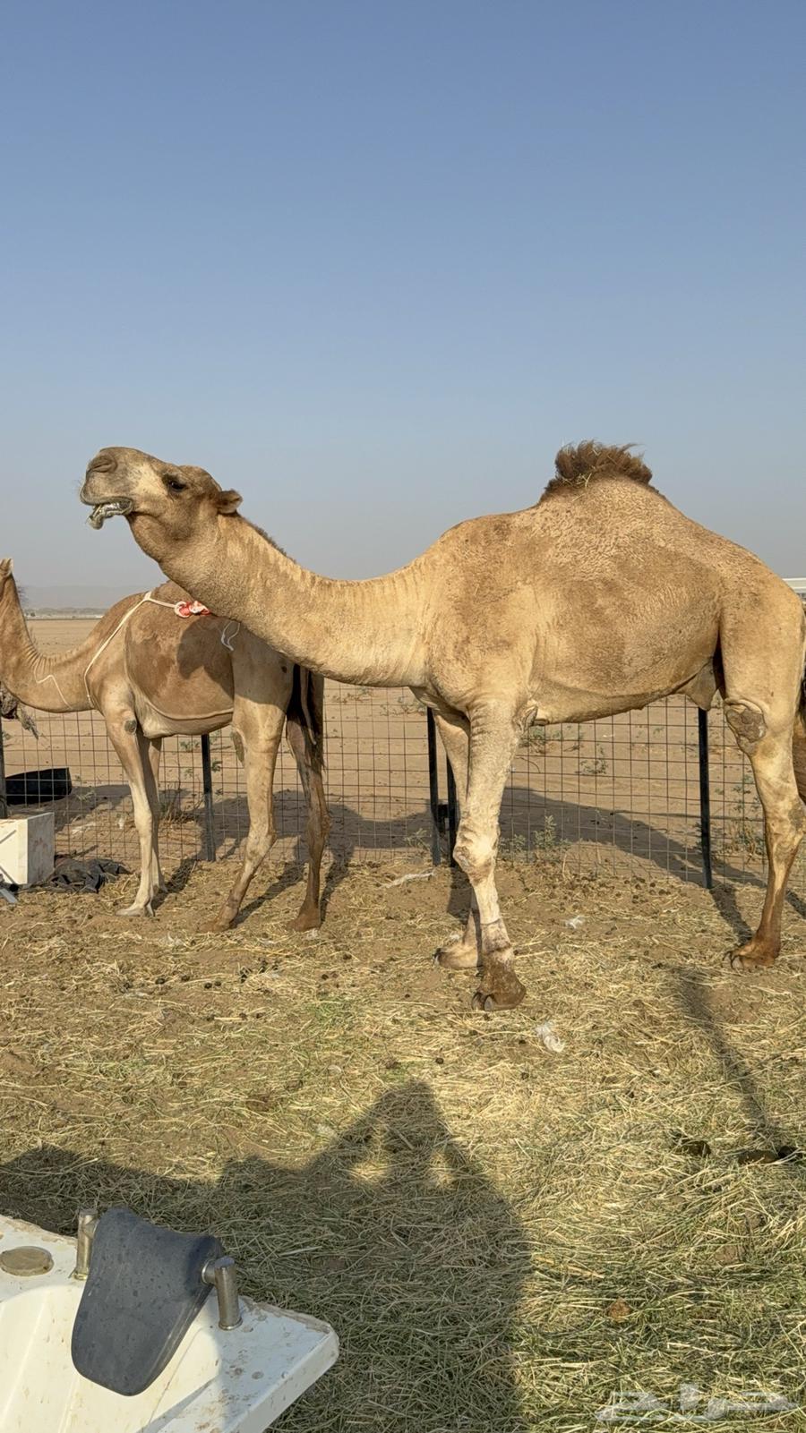 للبيع بعير فحل ثني مشروطه ولد غرنوق المعروف64614347530881114