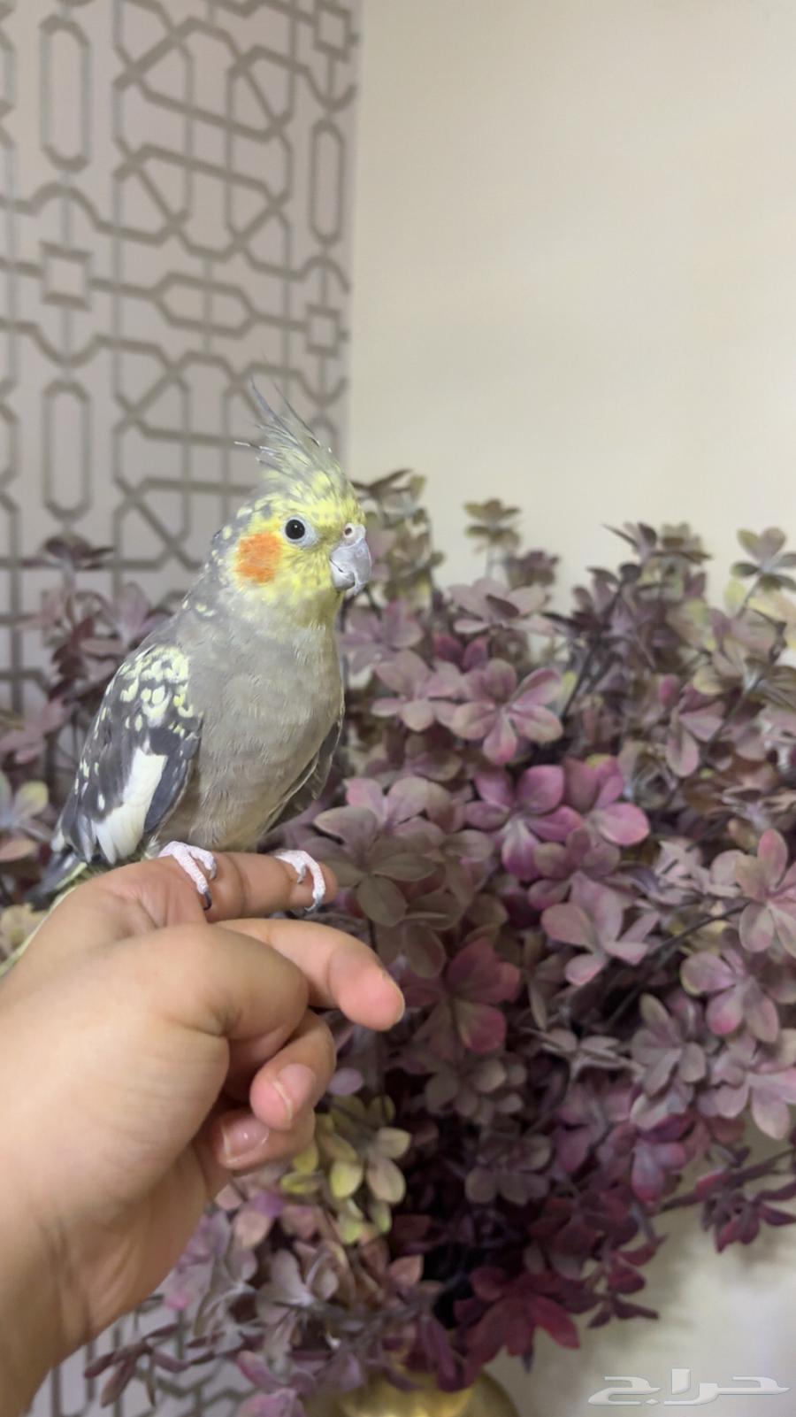 طير كروان اليف جدا (تم البيع)64610268963842111