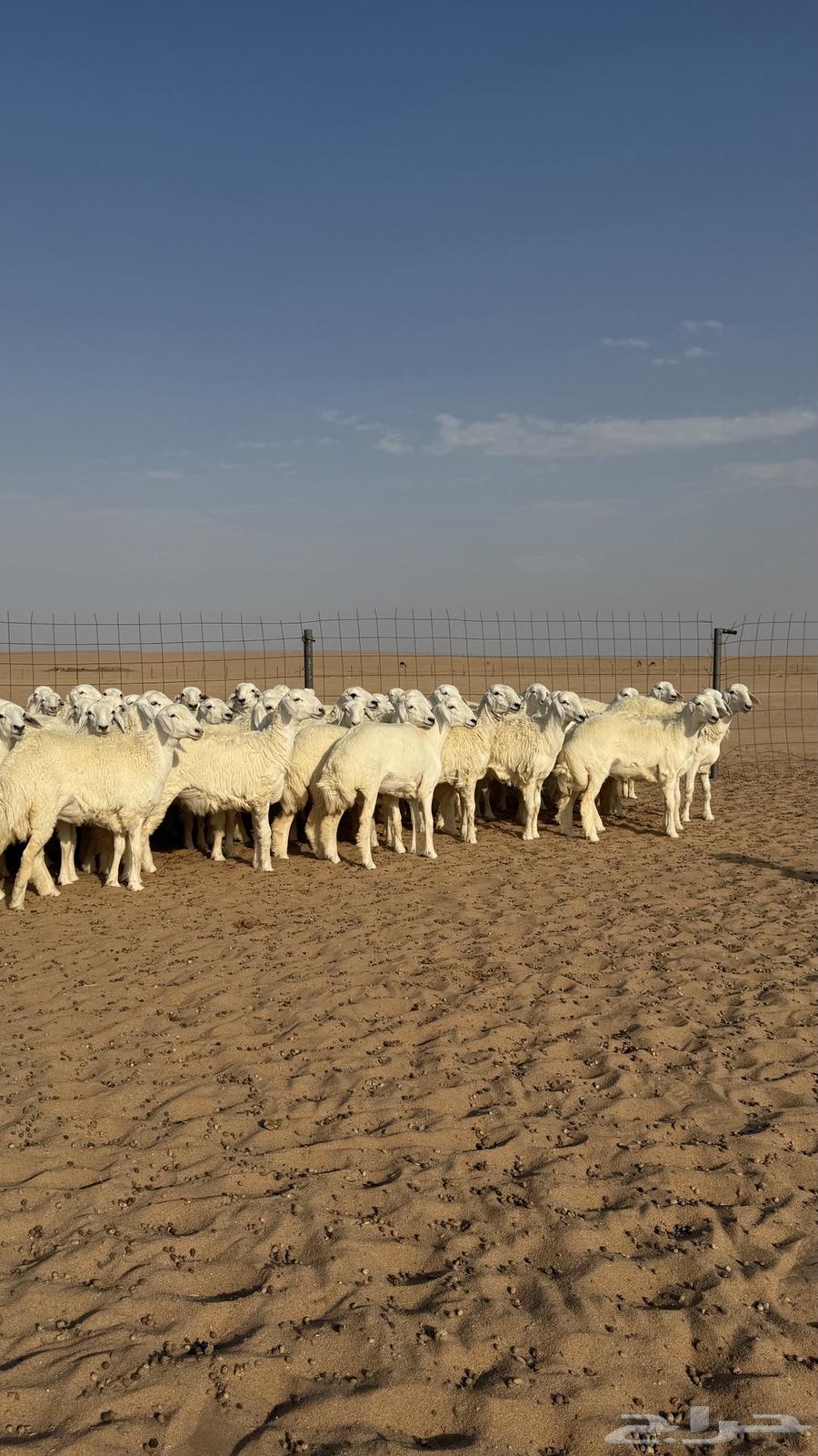 رخال جذعات منوة مدورين الزين دفيع شرط سونار64611904886659110