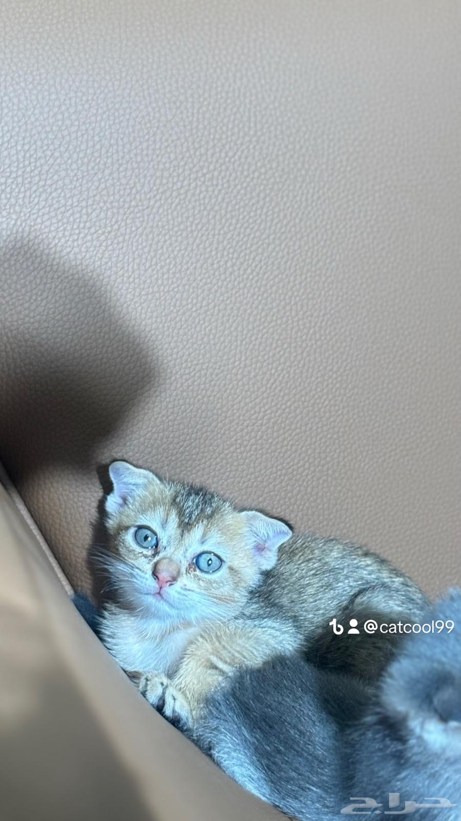 For Sale: Last Two Kittens and Their Mother – Father Is an Imported Scottish Cat64615720043779114