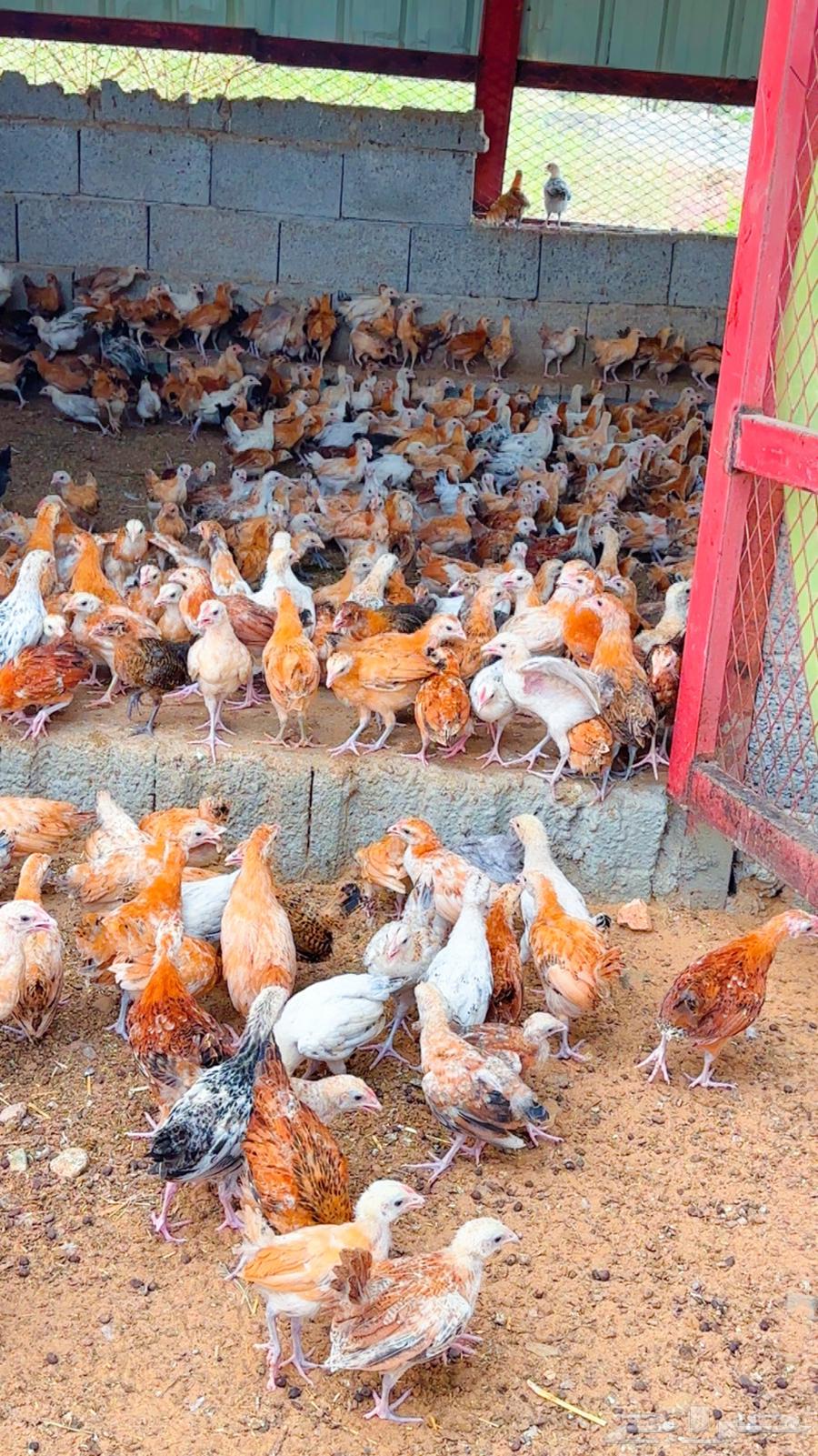 صوص للبيع64609797236098112