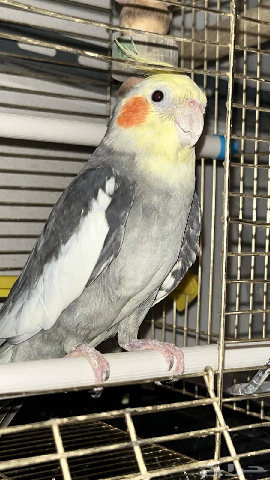 ذكر كروان جاهز تم البيع64613092659203114