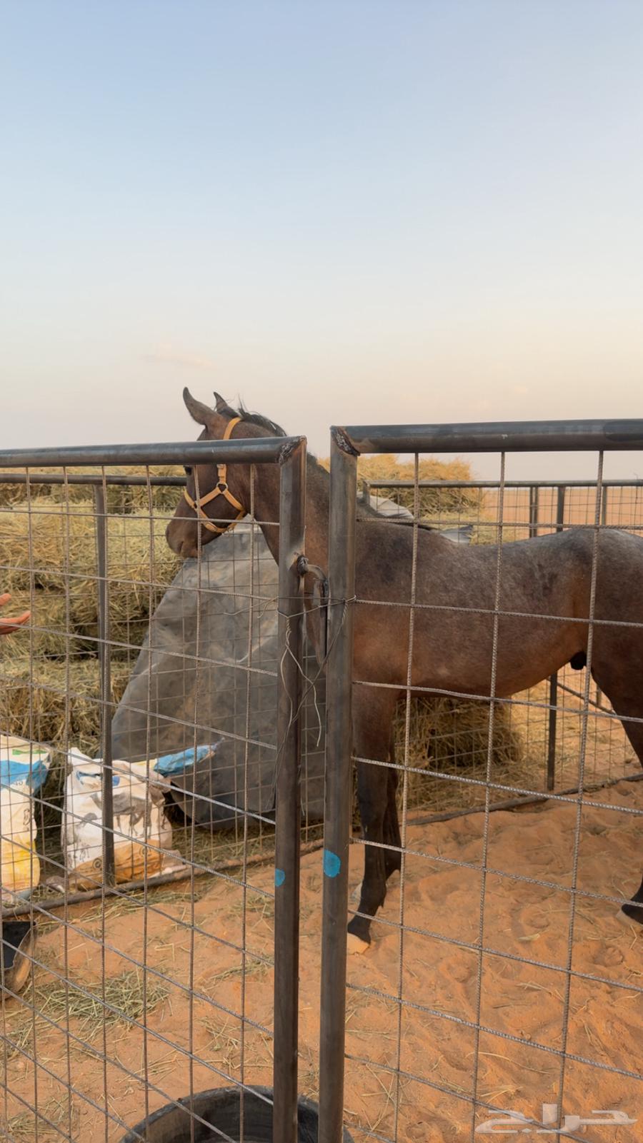 مهر عربي ابو سنه غير معسوف الدوادمي64612920255617111