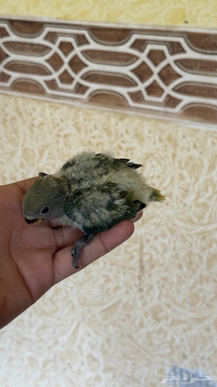 للبيع فرخين روز64607582357249113