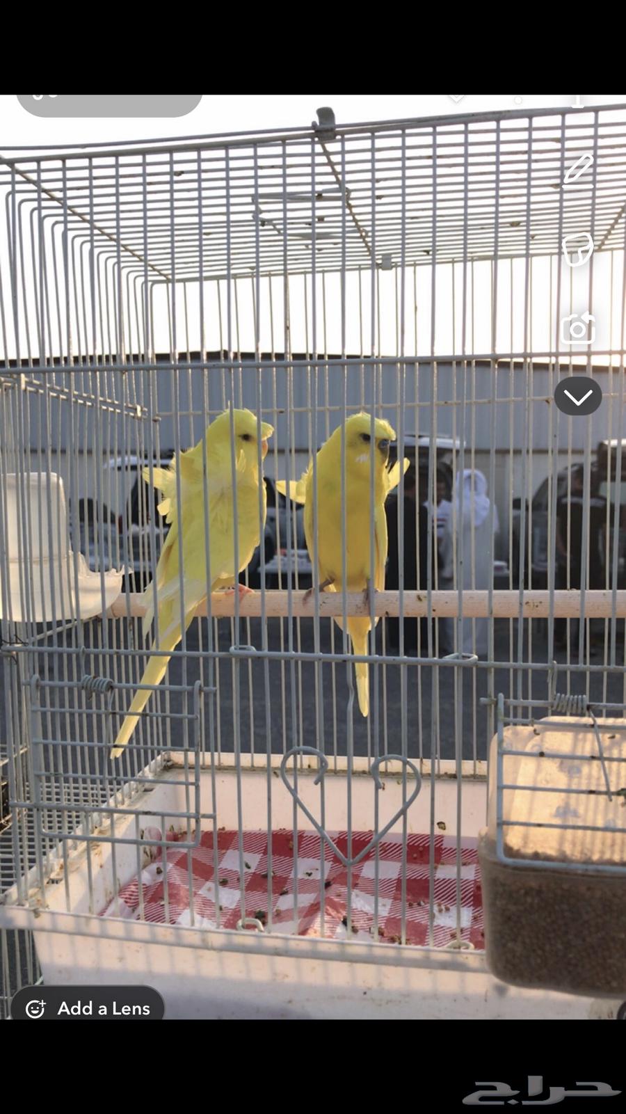 Budgie64560740074243110