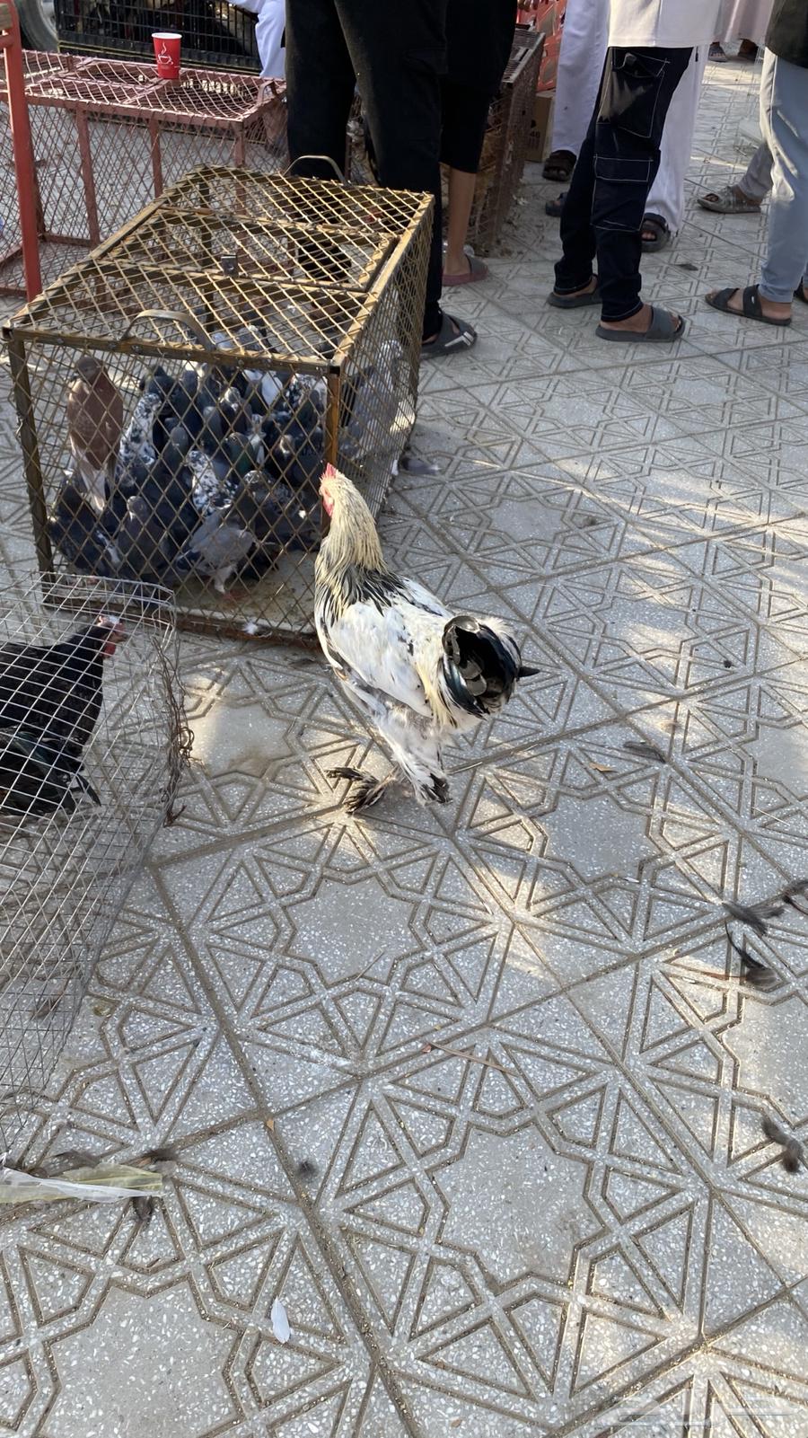 للبيع ديك براهما شرط64607520721539110