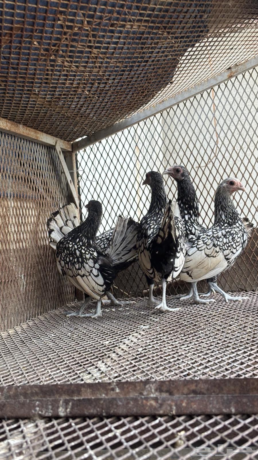 سبرايت شبابي64608328495233110