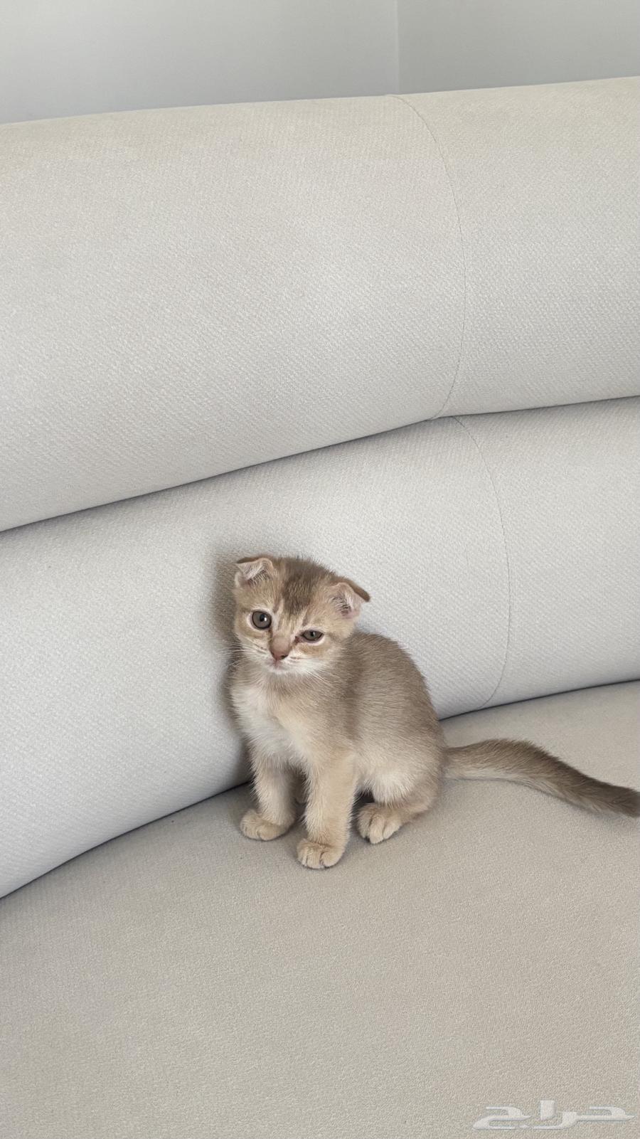 For Sale: Last Two Kittens and Their Mother – Father Is an Imported Scottish Cat64615720043779111