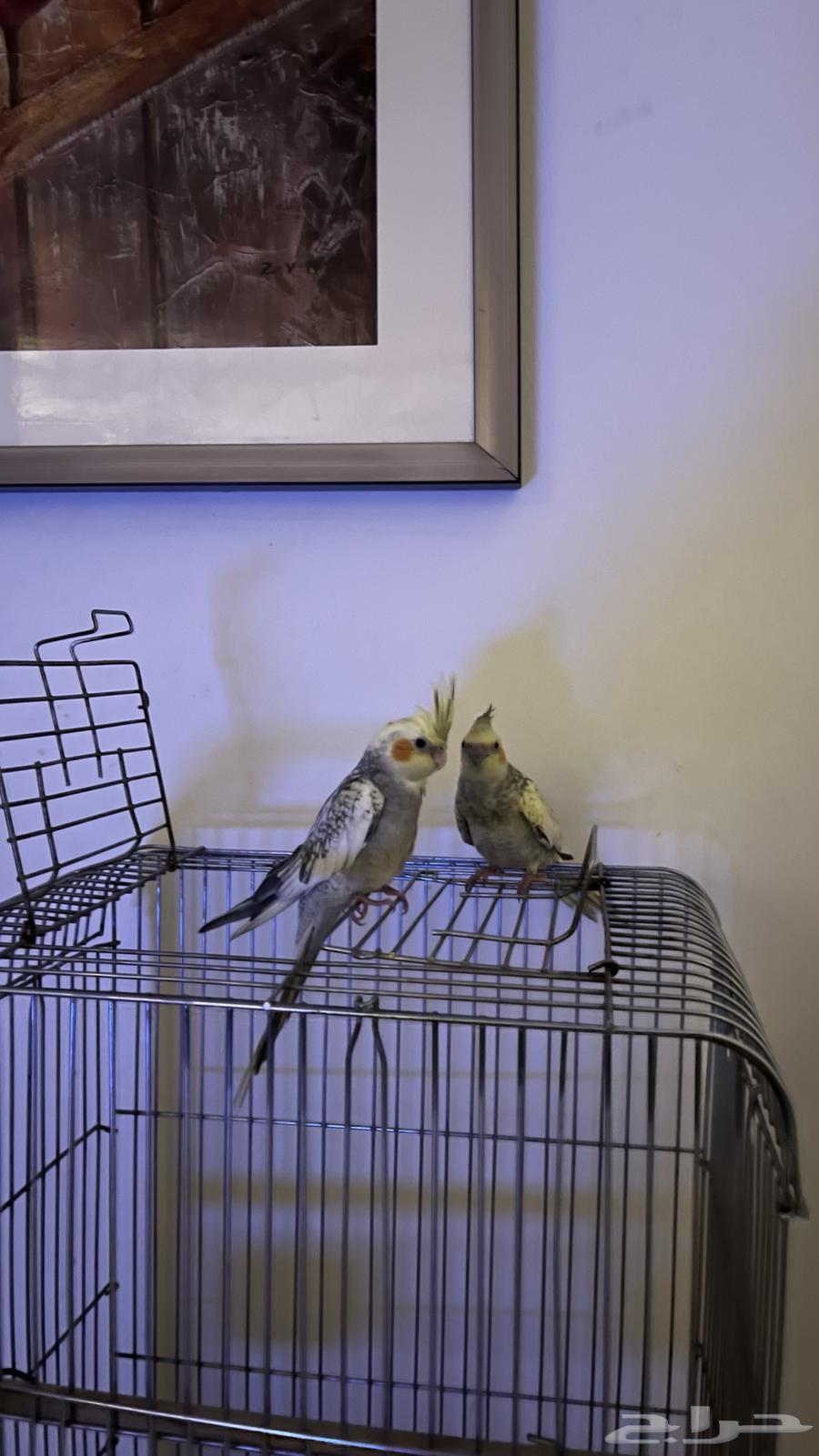 2كروان أليفين جدا64609485659906110