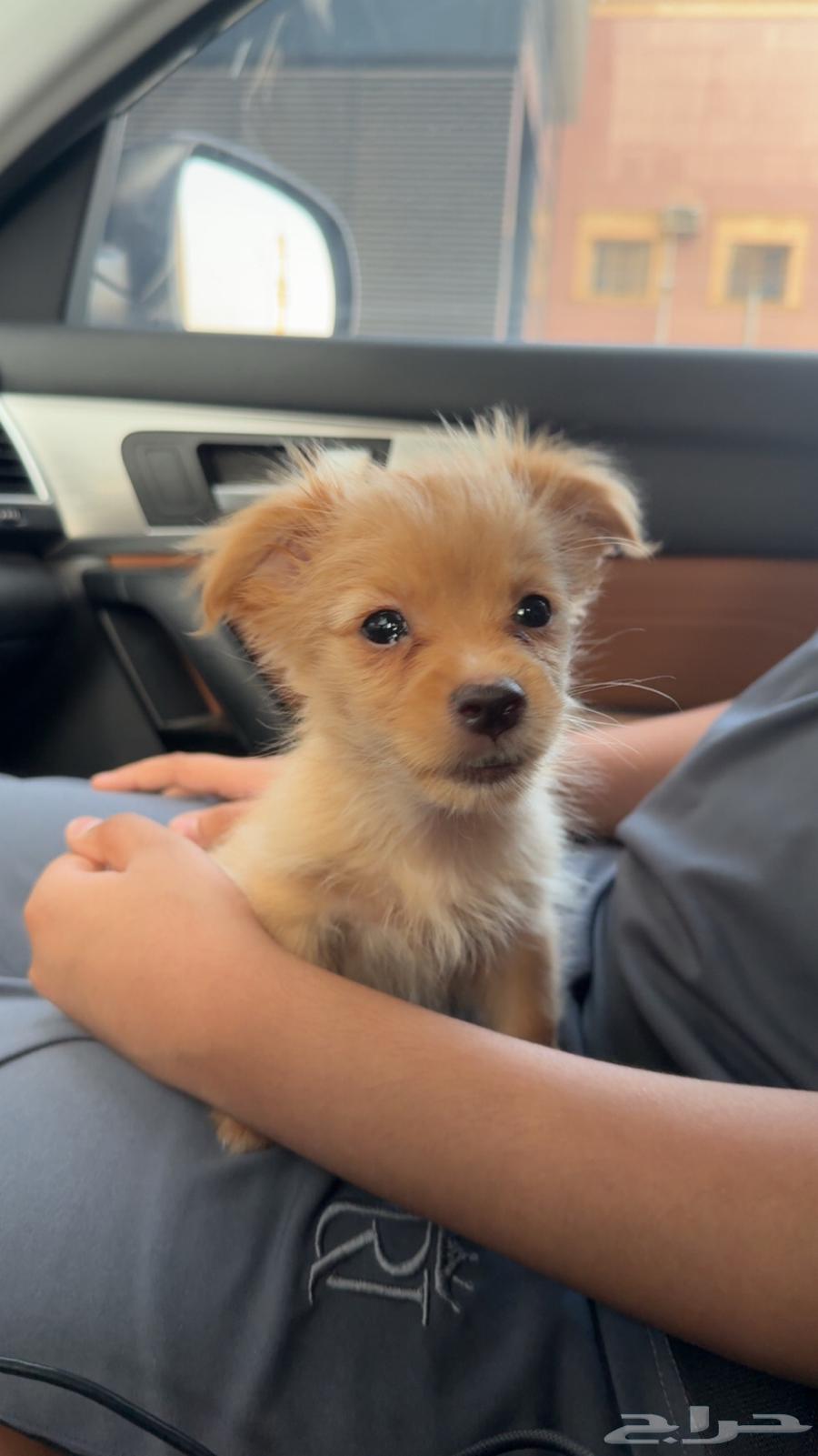 جرو مالتيبو عمره شهرين64615115793283110