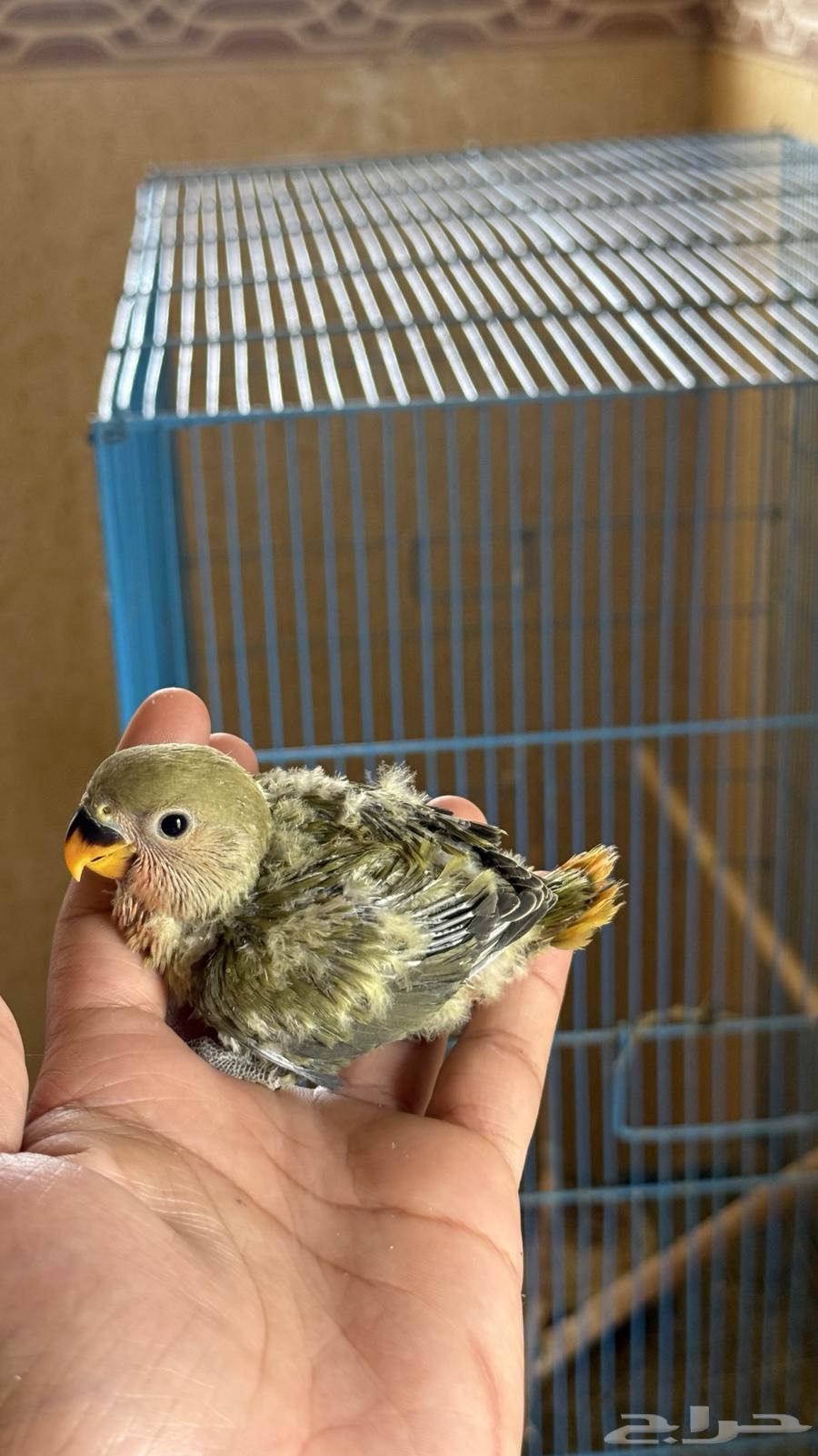 للبيع فرخين روز64607582357249110