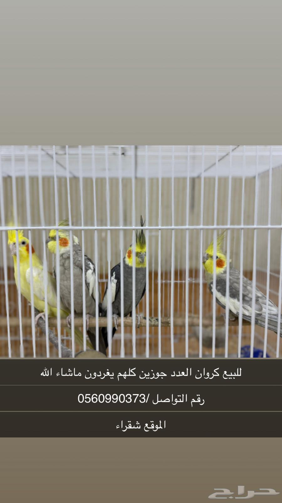 طيور كروان64614893346306110