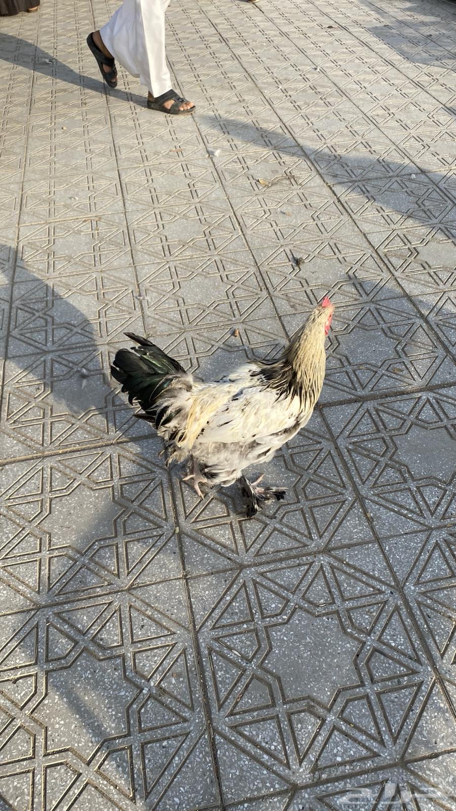 للبيع ديك براهما شرط64607520721539112