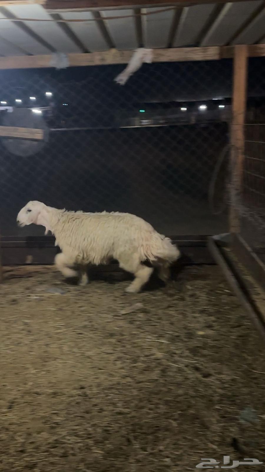 تم البيع الحري الذبيحه الكفو العمر 5 شهور ونص الطلي طيب64614534511105110