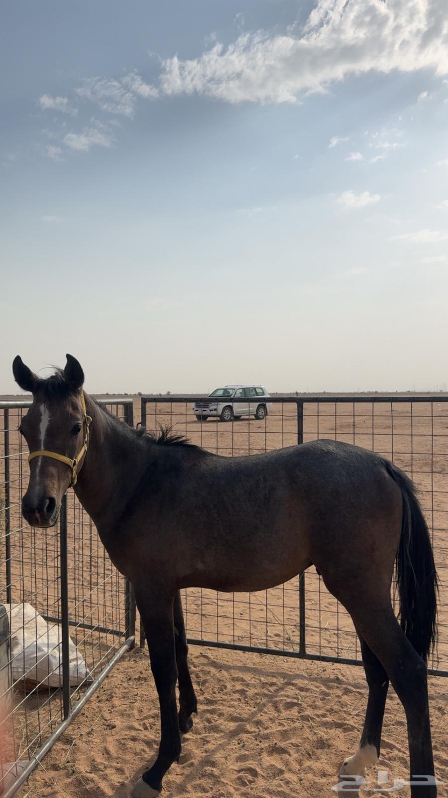 مهر عربي ابو سنه غير معسوف الدوادمي64612920255617110