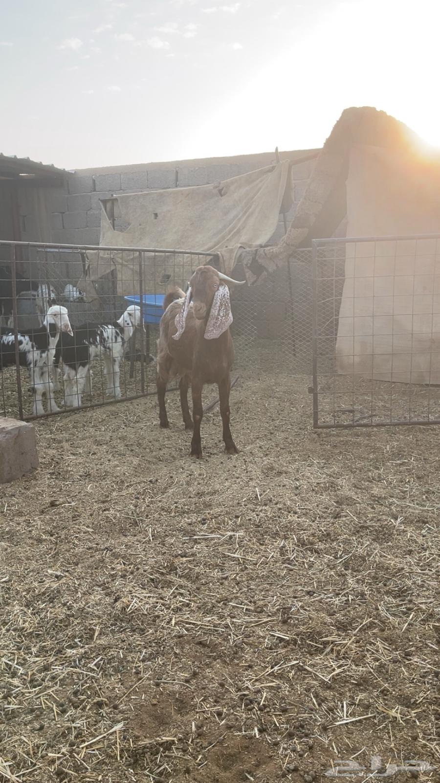 تيس للبيع64612944943875110