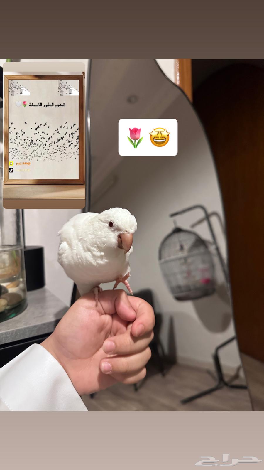 فندق طيور المتجر الطيور الاليفة64611380285442113