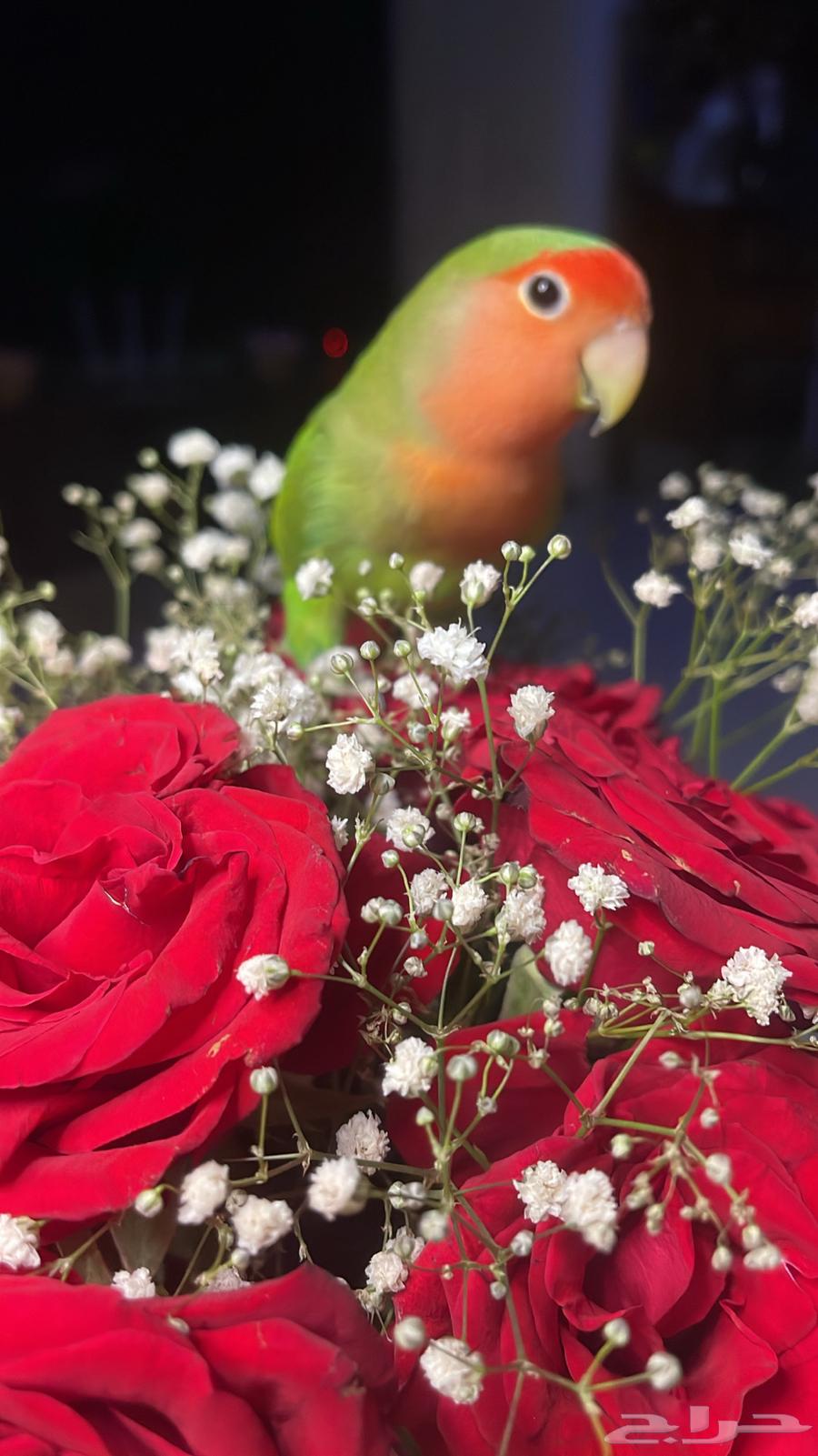 للبيع ببغاء الروز64613374480258113