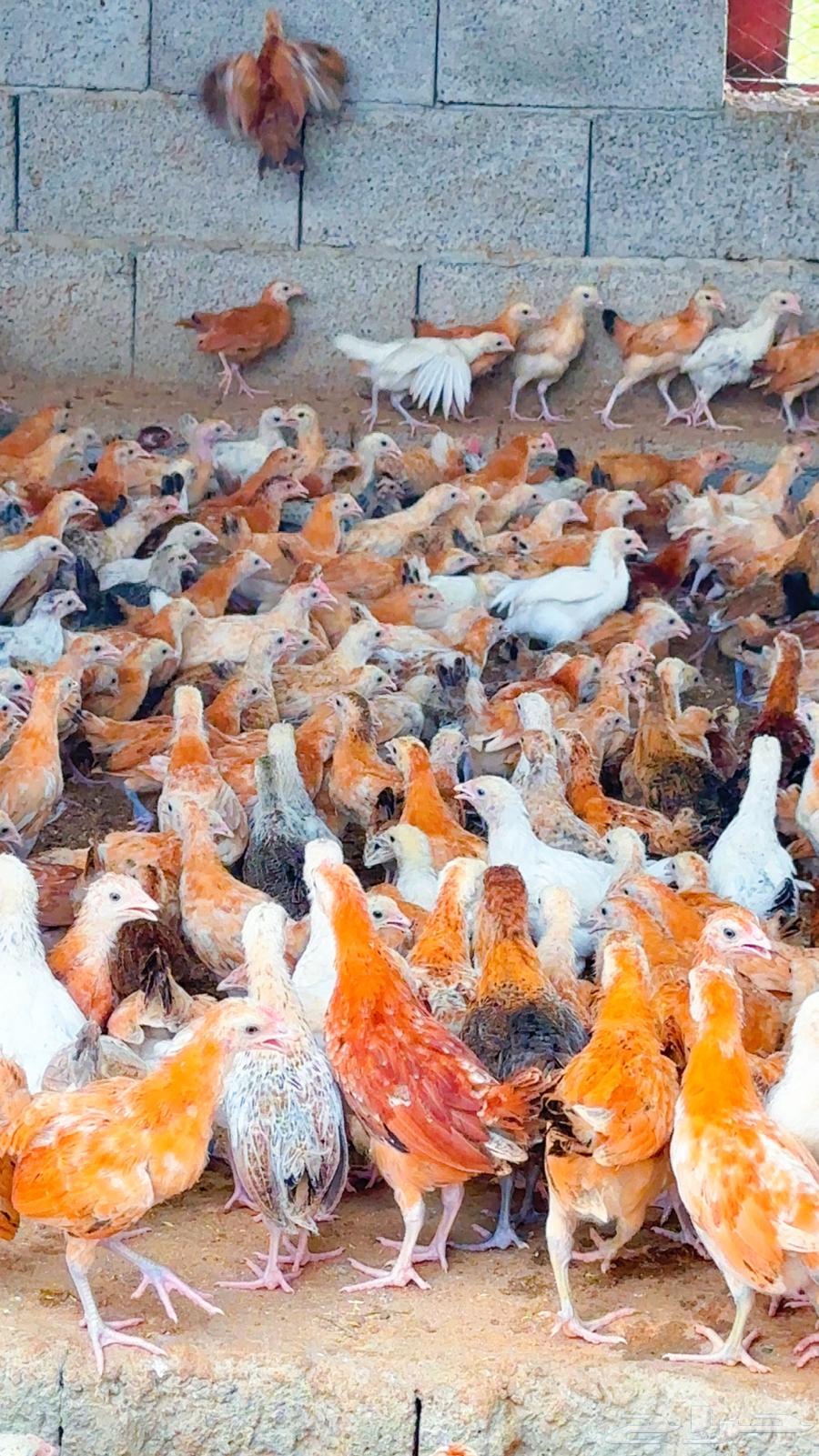 صوص للبيع64609797236098111