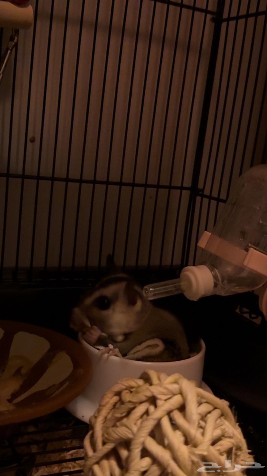 شوقر قلايدر او سنجاب طائر64607134846977113