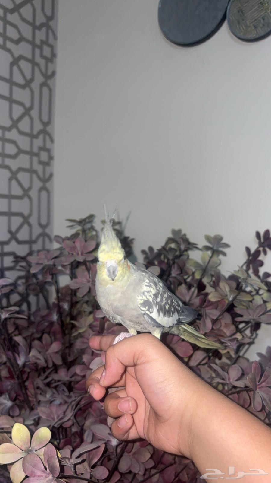 طير كروان اليف جدا (تم البيع)64610268963842114